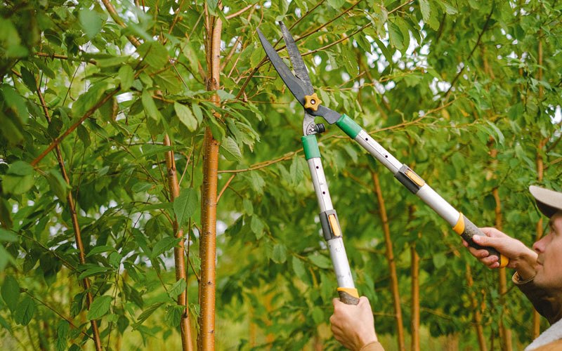 Tree trimming in Hamlin, IA