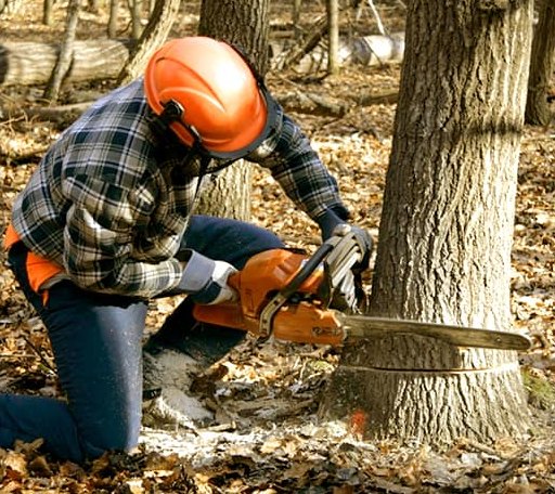 Tree Removal in Hamlin, IA